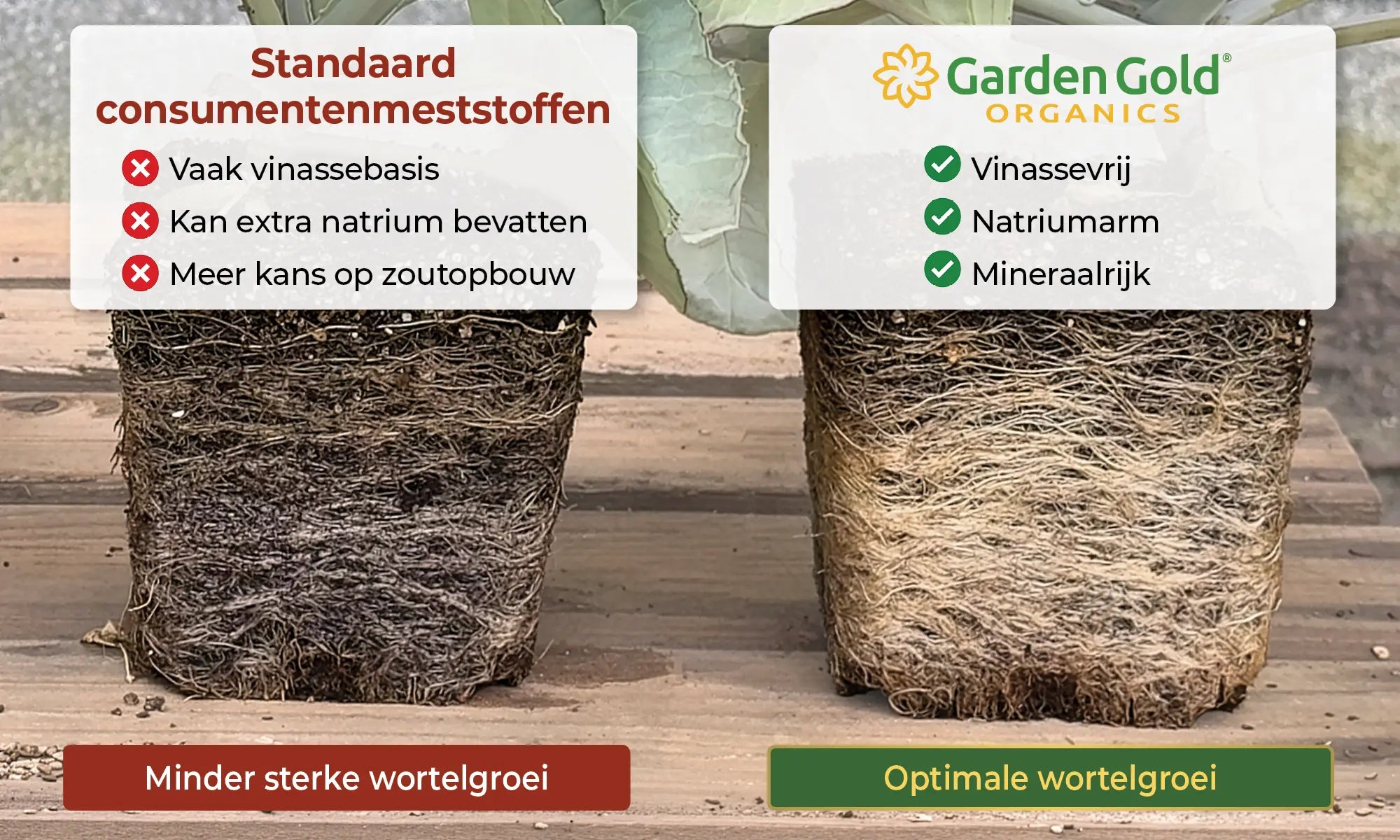 Wortelgroeivergelijking tussen standaard vinasse-gebaseerde meststof en Garden Gold vinassevrije meststof met laag natriumgehalte en rijkere minerale voeding