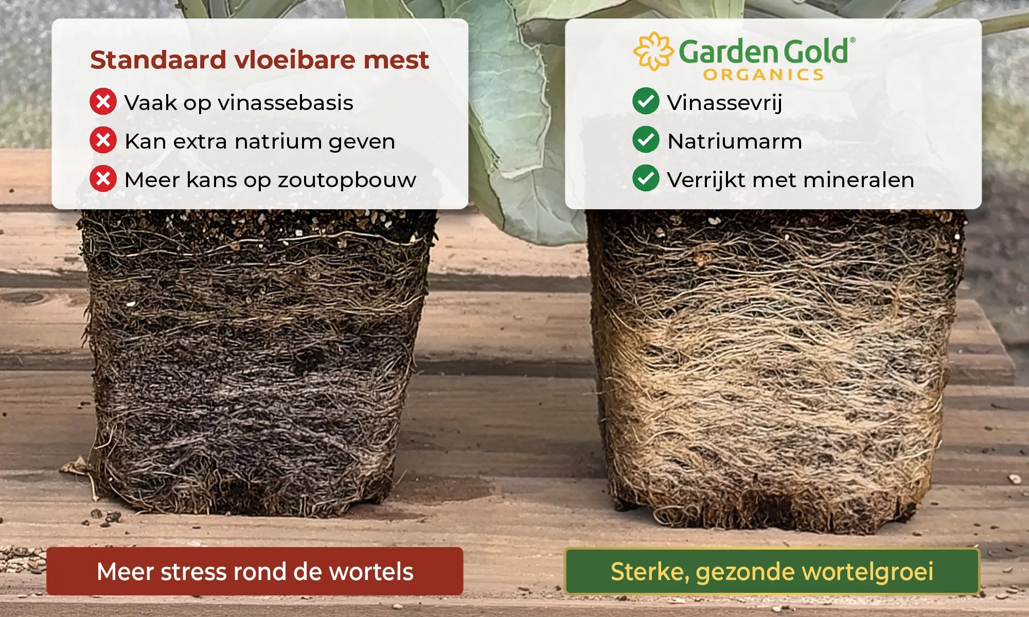 Wortelgroeivergelijking tussen standaard vinasse-gebaseerde meststof en Garden Gold vinassevrije meststof met laag natriumgehalte en rijkere minerale voeding