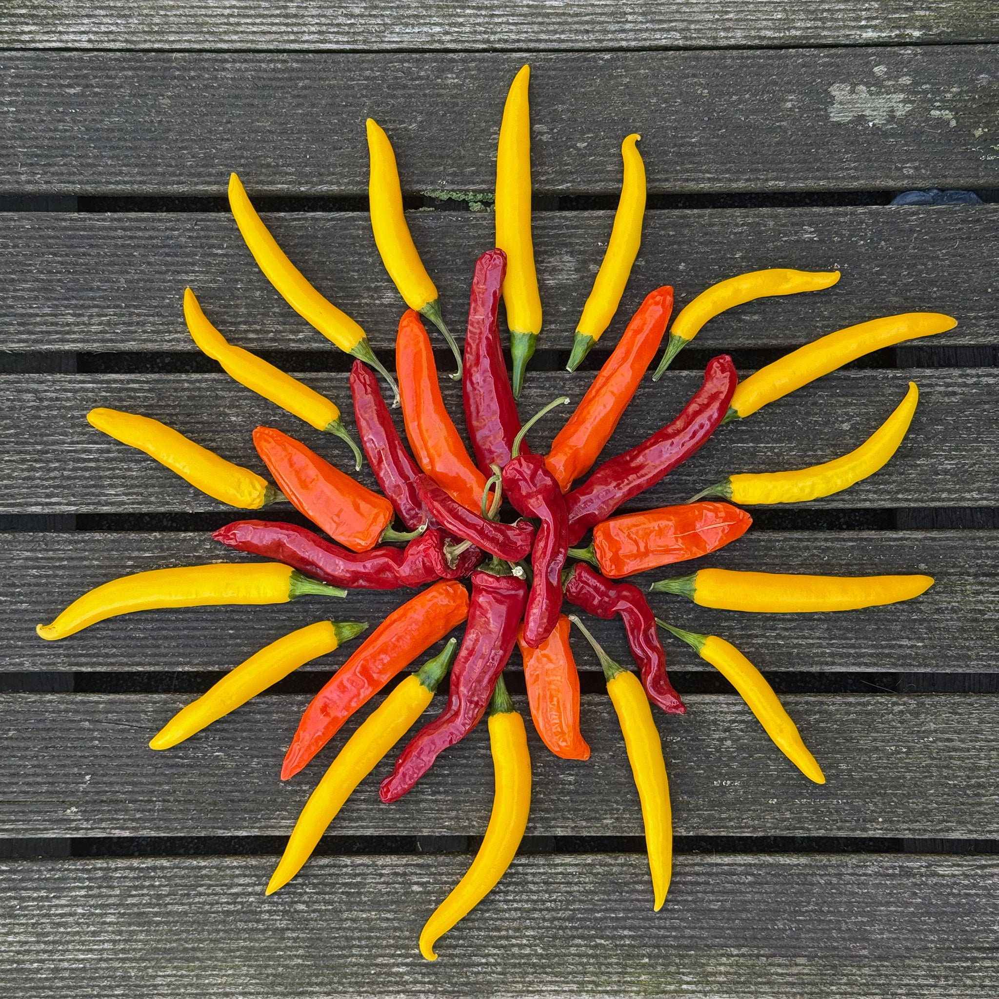 Chiles grown outdoors using Garden Gold Tomato/Chile Formula