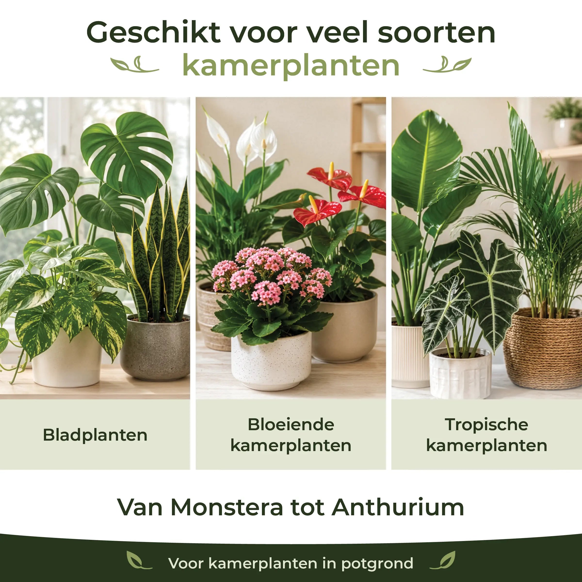 Houseplant Feeding Program suitable for foliage plants, flowering houseplants and tropical indoor plants from Monstera to Anthurium