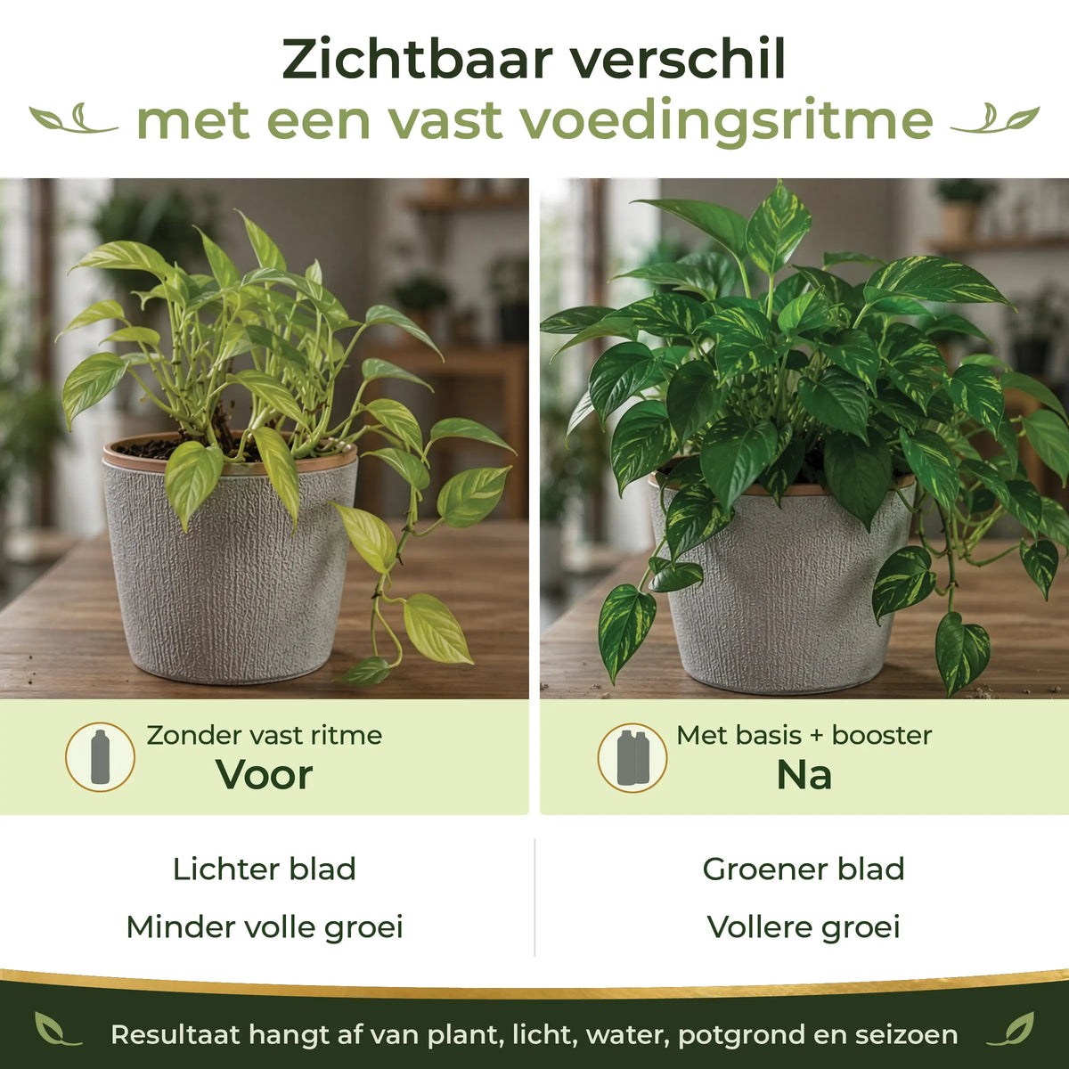 Before and after comparison showing fuller green houseplant growth with a consistent feeding routine