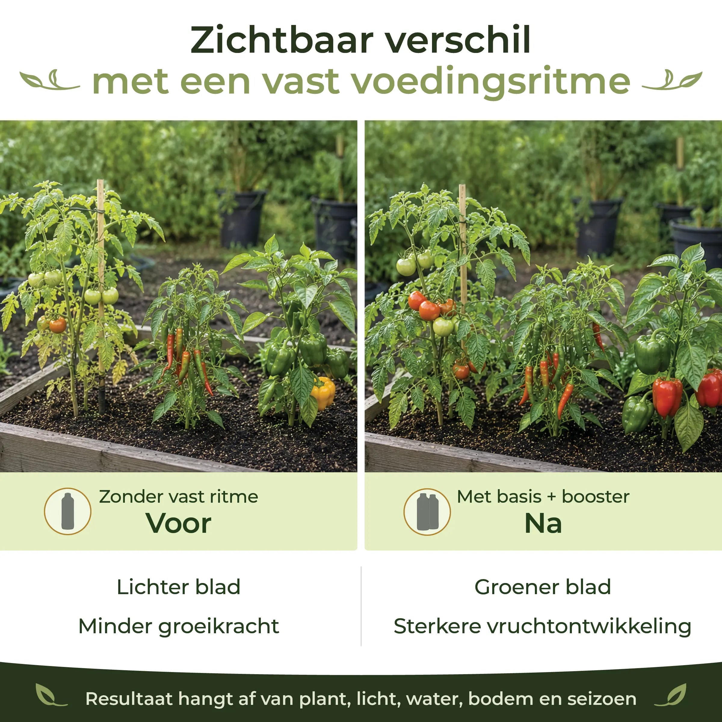 Before and after comparison showing healthier tomatoes, chiles and peppers with a consistent feeding routine