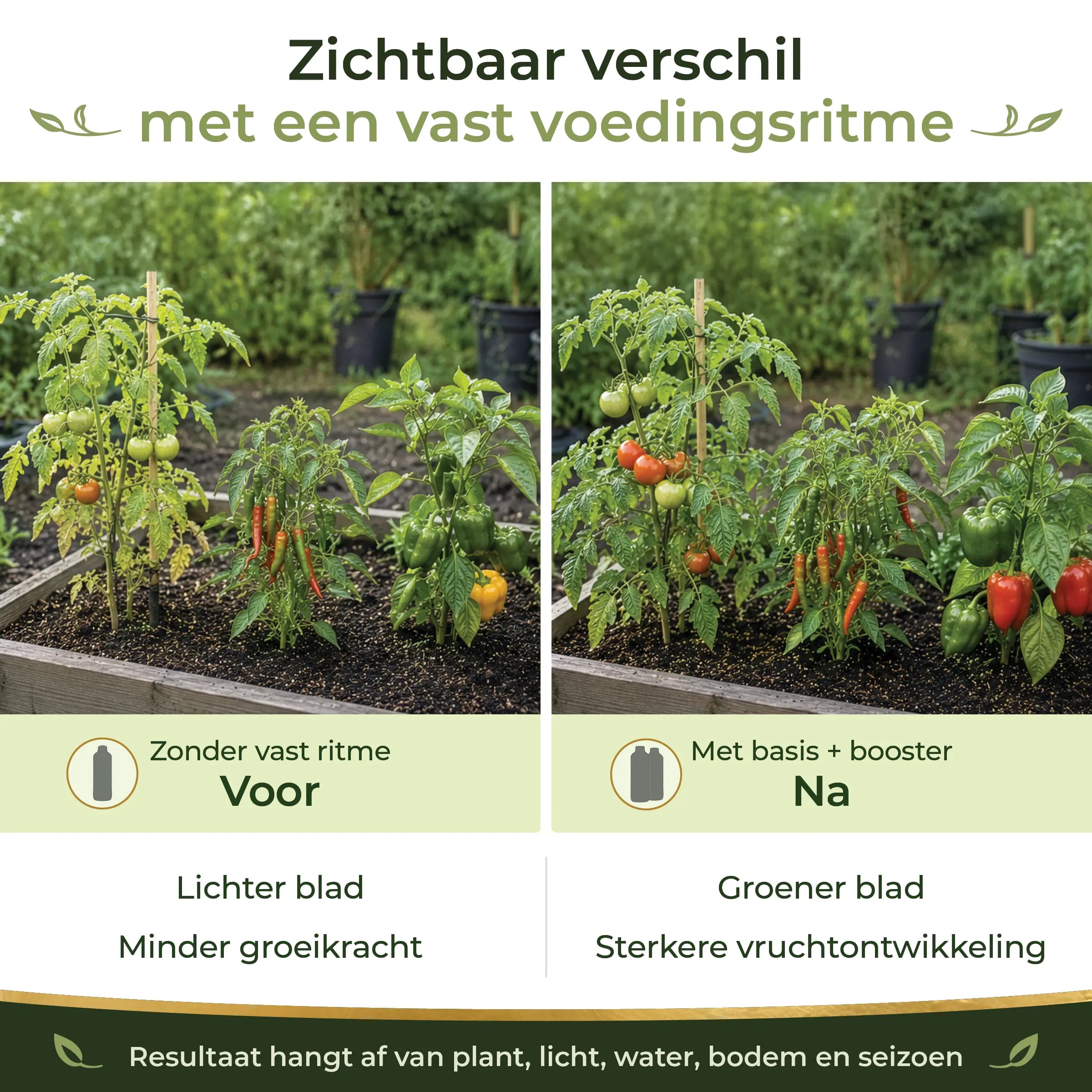 Before and after comparison showing healthier tomatoes, chiles and peppers with a consistent feeding routine using the Tomato/Chile Feeding Program.