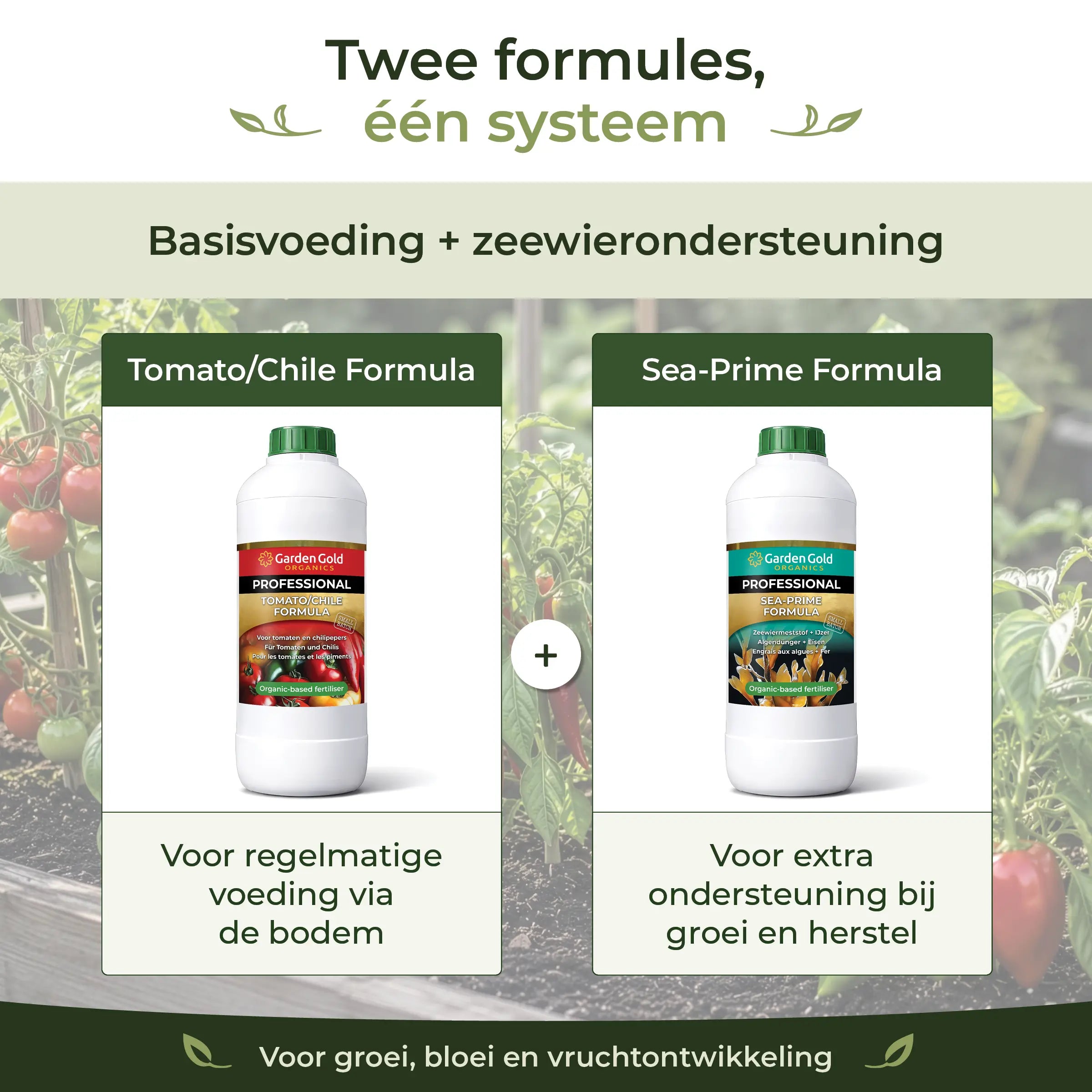 Two-formula feeding system combining Tomato/Chile Formula as base nutrition and Sea-Prime as seaweed support for growth, flowering and fruit development