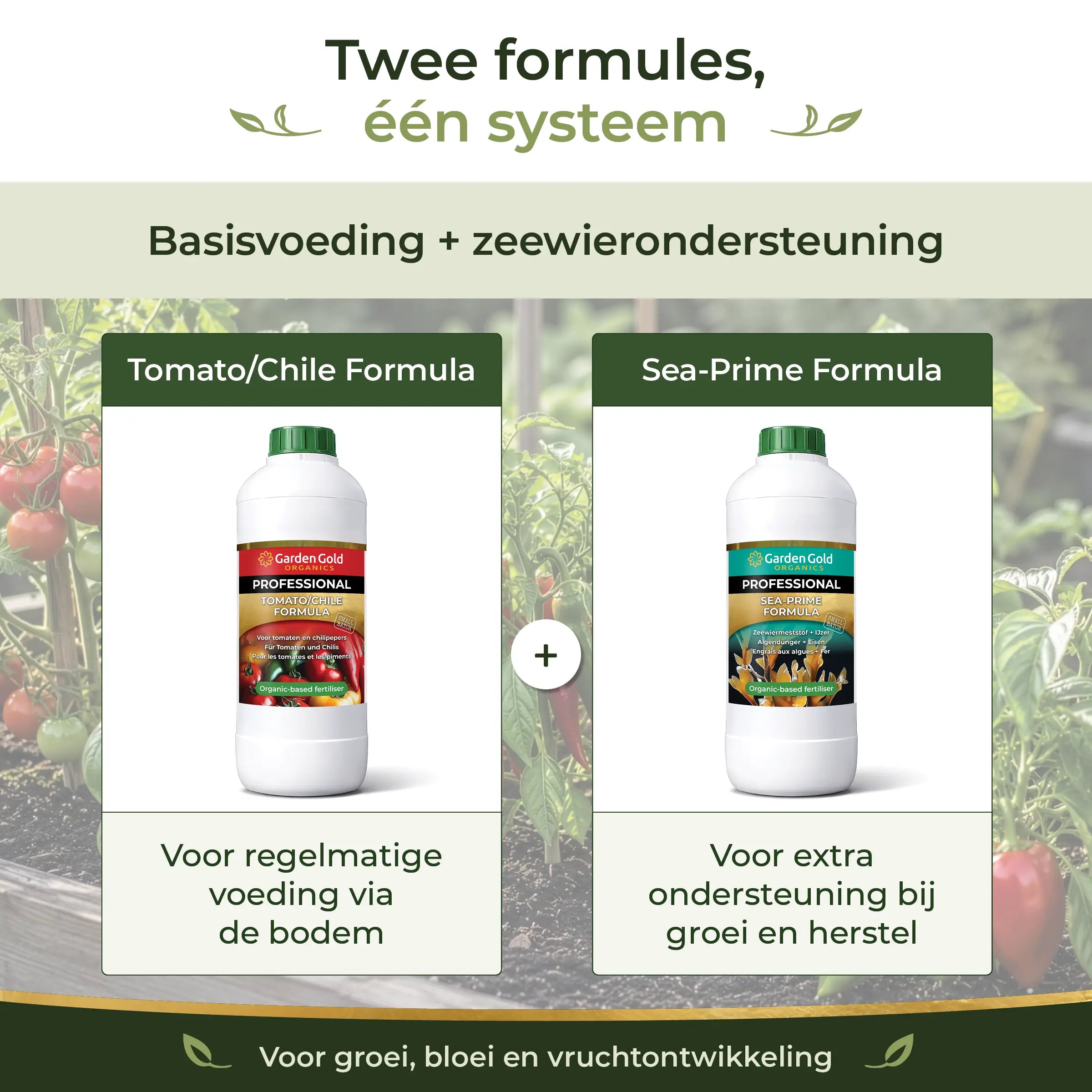 Two-formula feeding system combining Tomato/Chile Formula as base nutrition and Sea-Prime as seaweed support for growth, flowering and fruit development