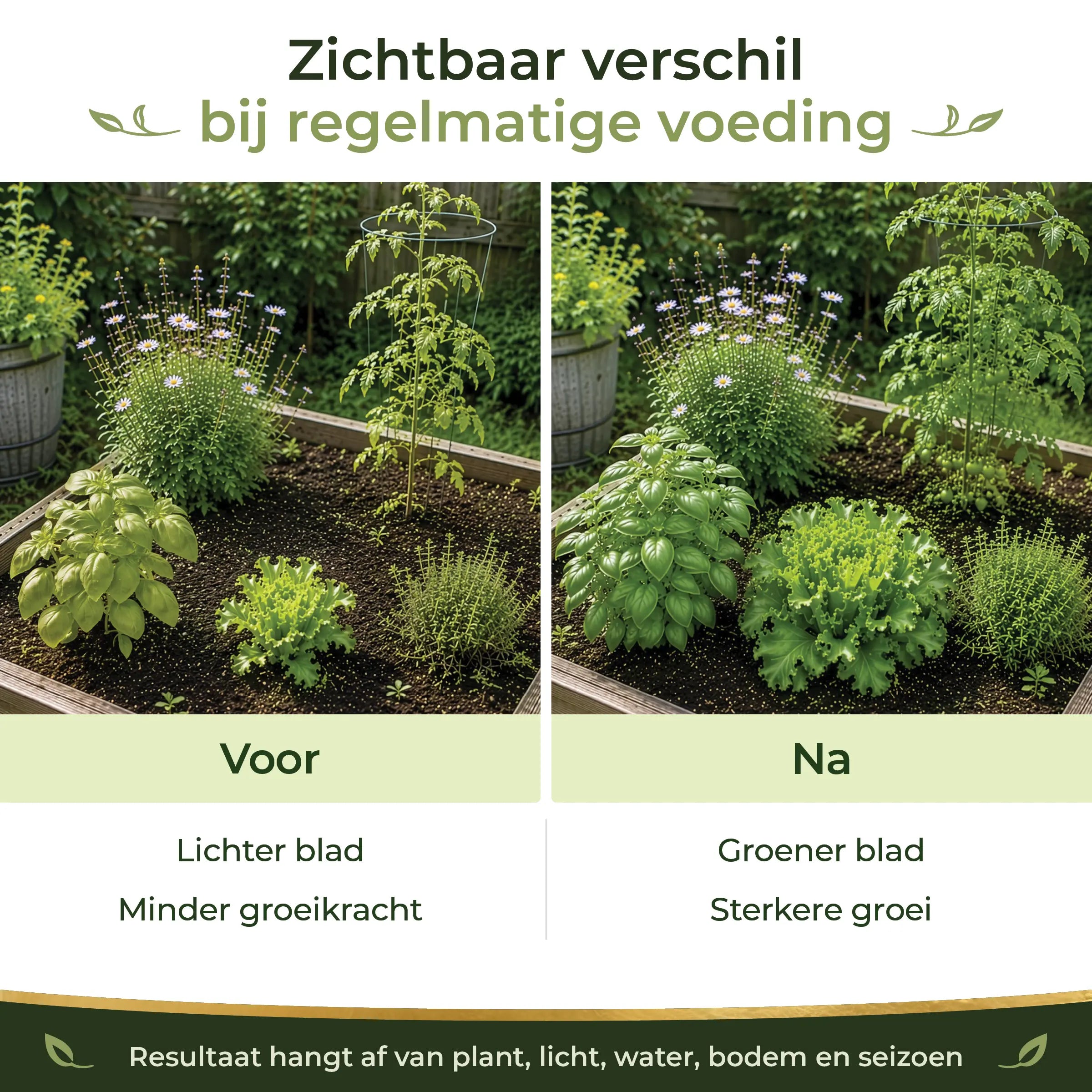 Before and after comparison showing greener leaves and stronger growth in garden plants with regular feeding