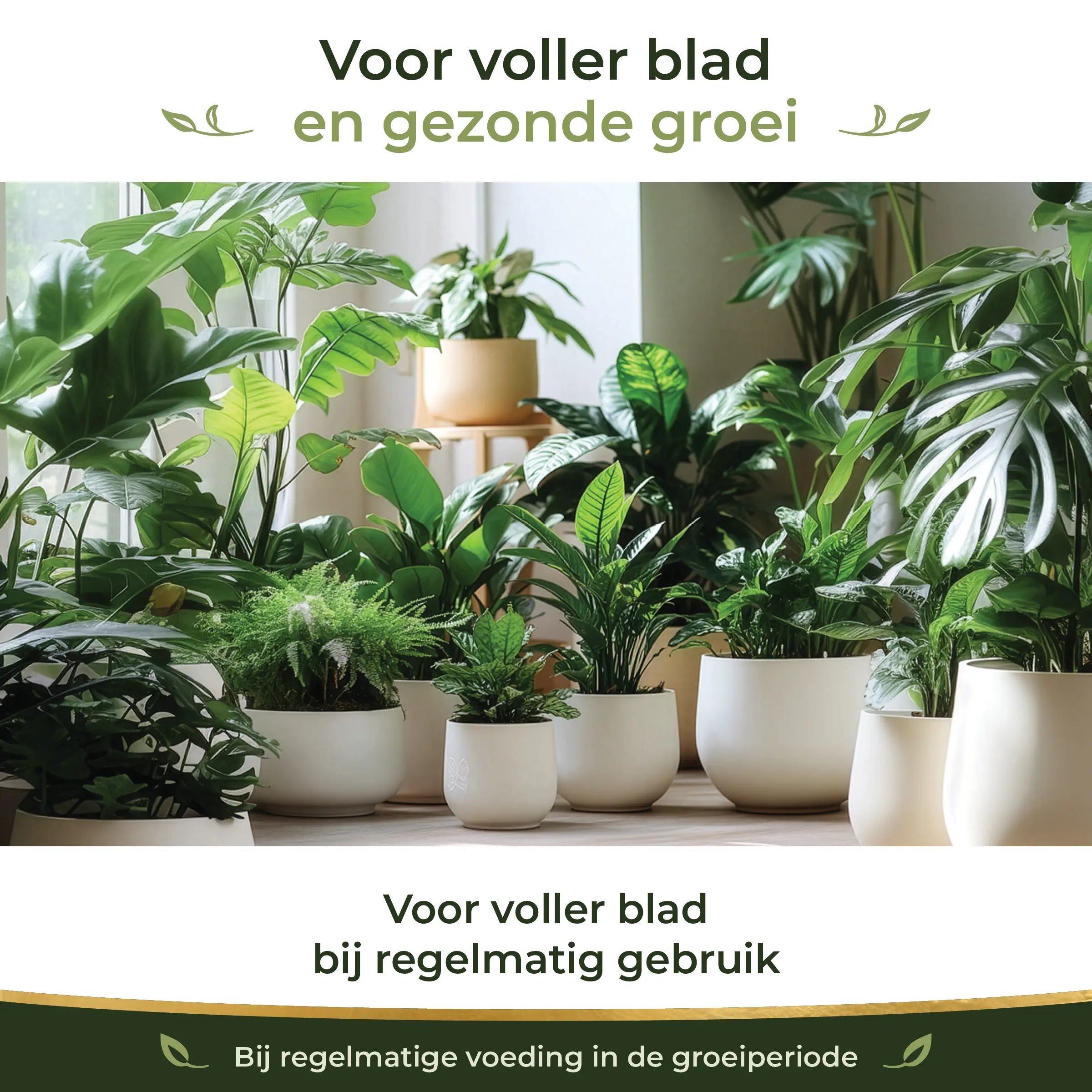 Healthy indoor houseplants with fuller leaves and green growth from regular feeding during the growing season