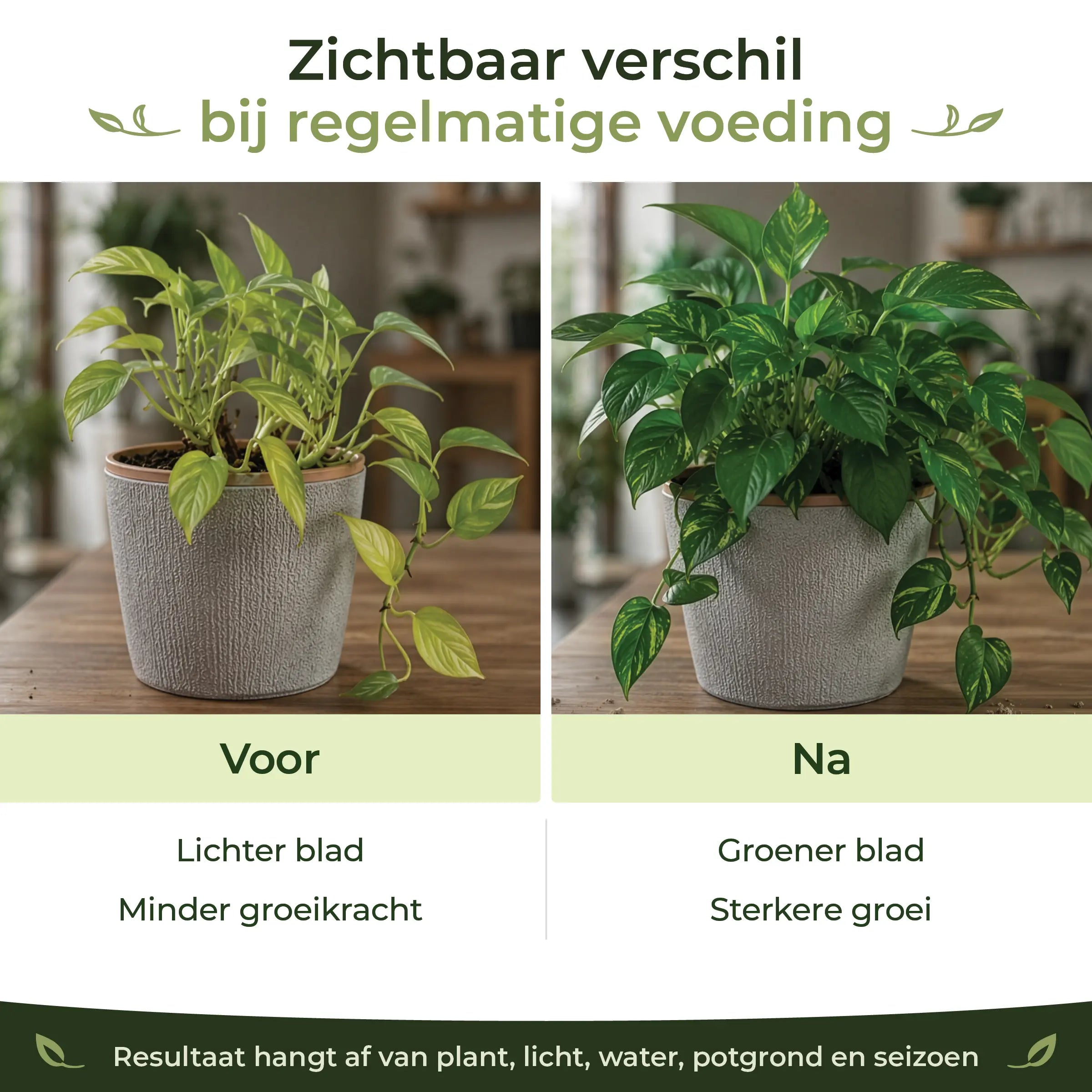 Before and after comparison showing greener leaves and stronger houseplant growth with regular feeding
