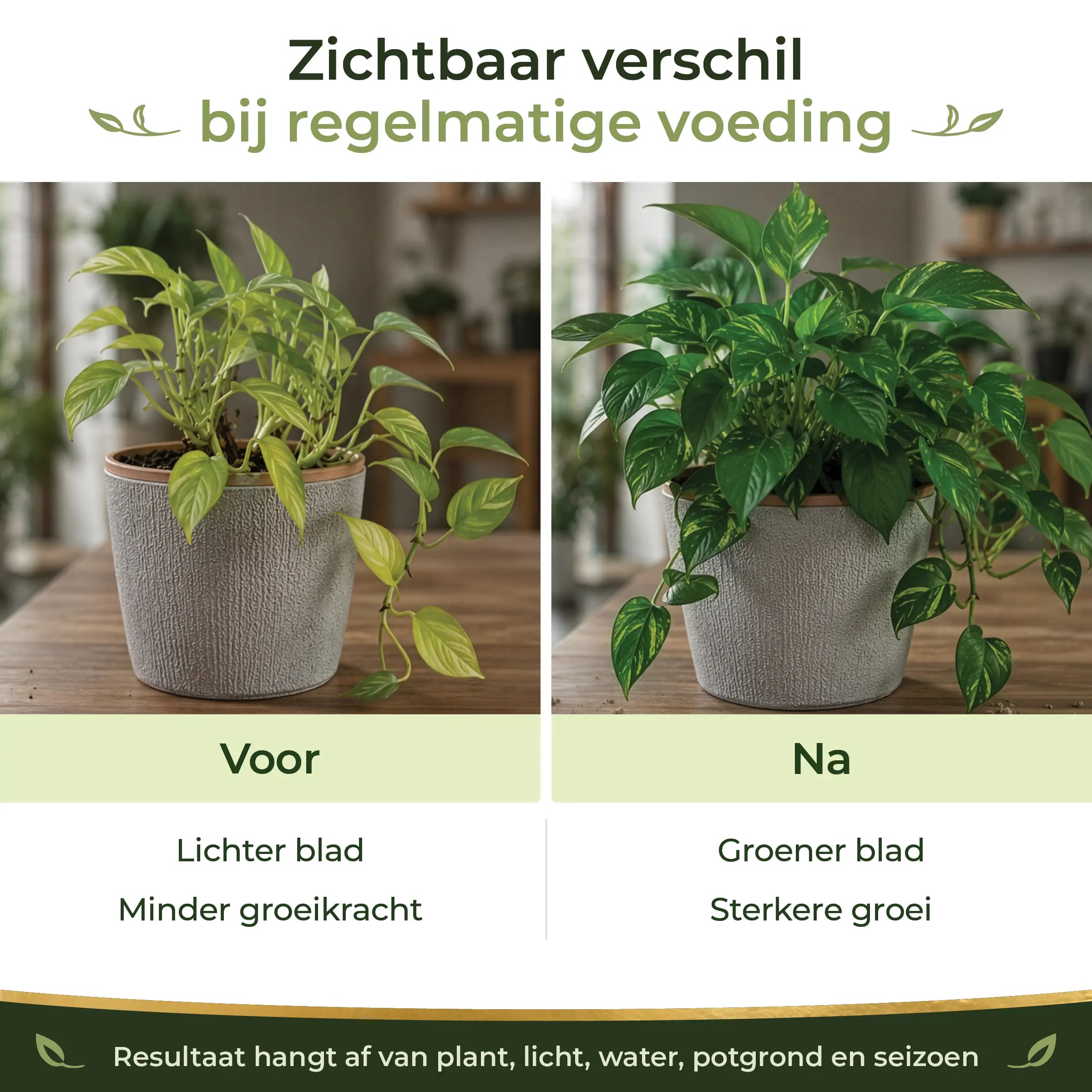 Before and after comparison showing greener leaves and stronger houseplant growth with regular feeding
