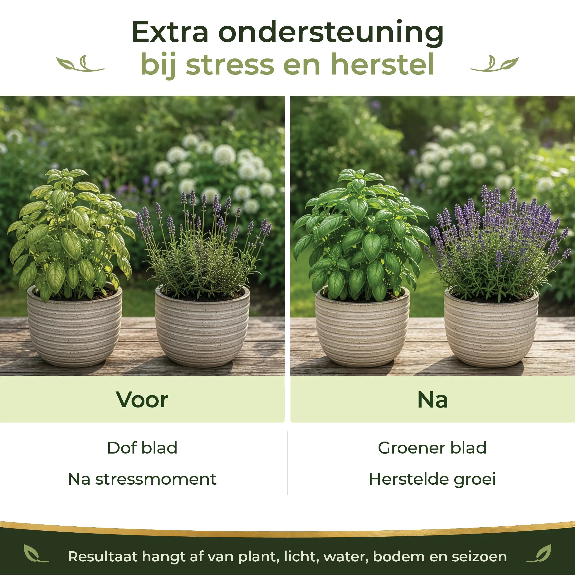 Before and after comparison showing greener leaves and recovered growth in basil and lavender after stress with Sea-Prime support