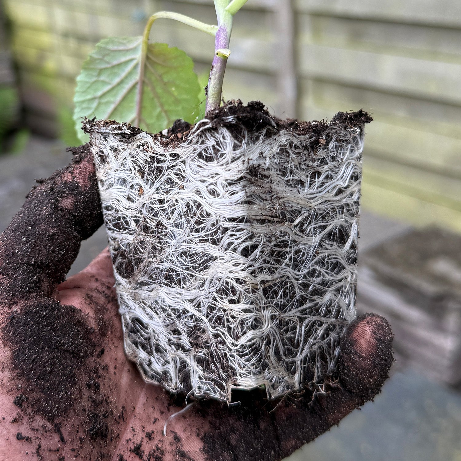 GARDEN GOLD -  Amazing root development for your cabbages