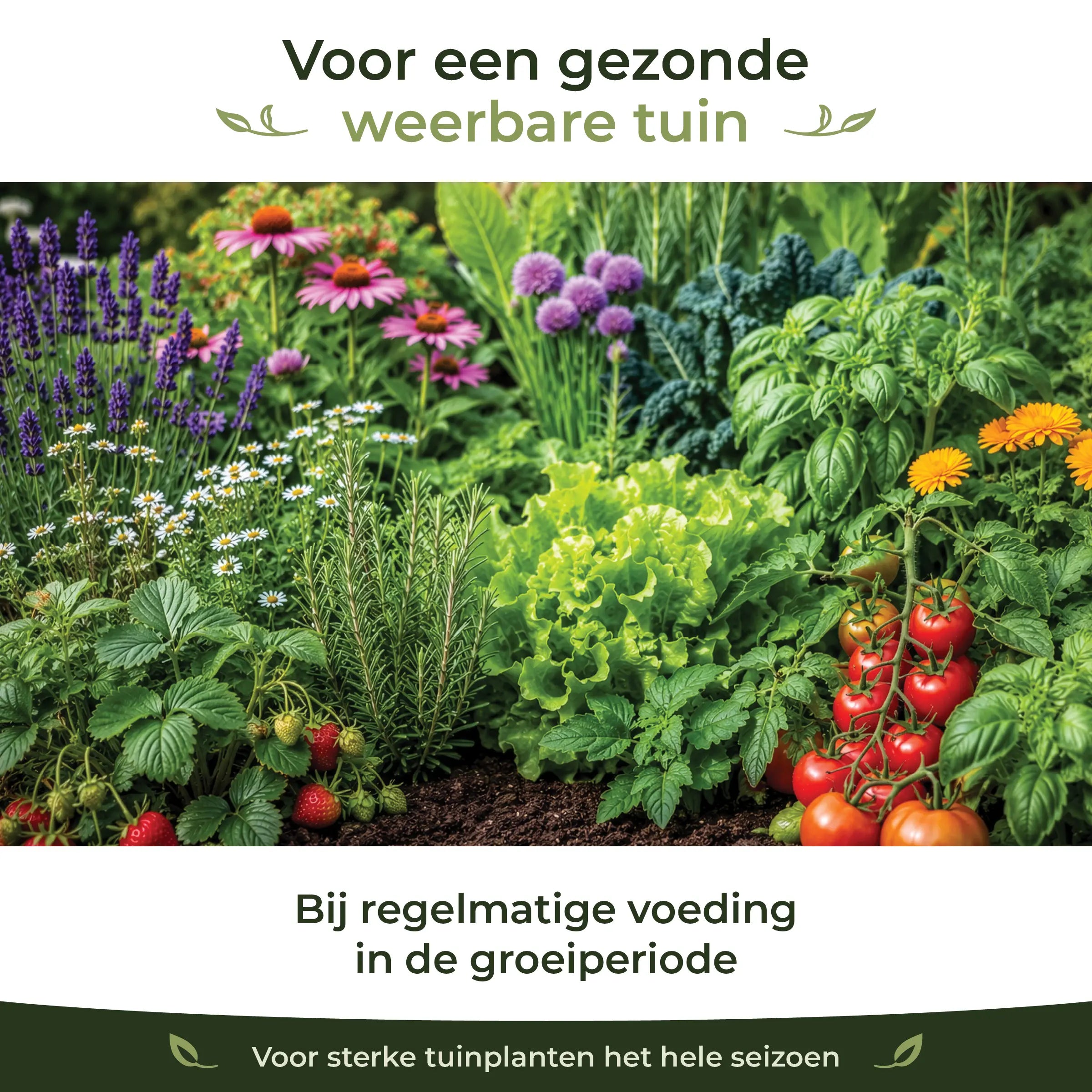 Healthy garden and vegetable plants showing resilient growth with regular Garden Formula feeding during the growing season
