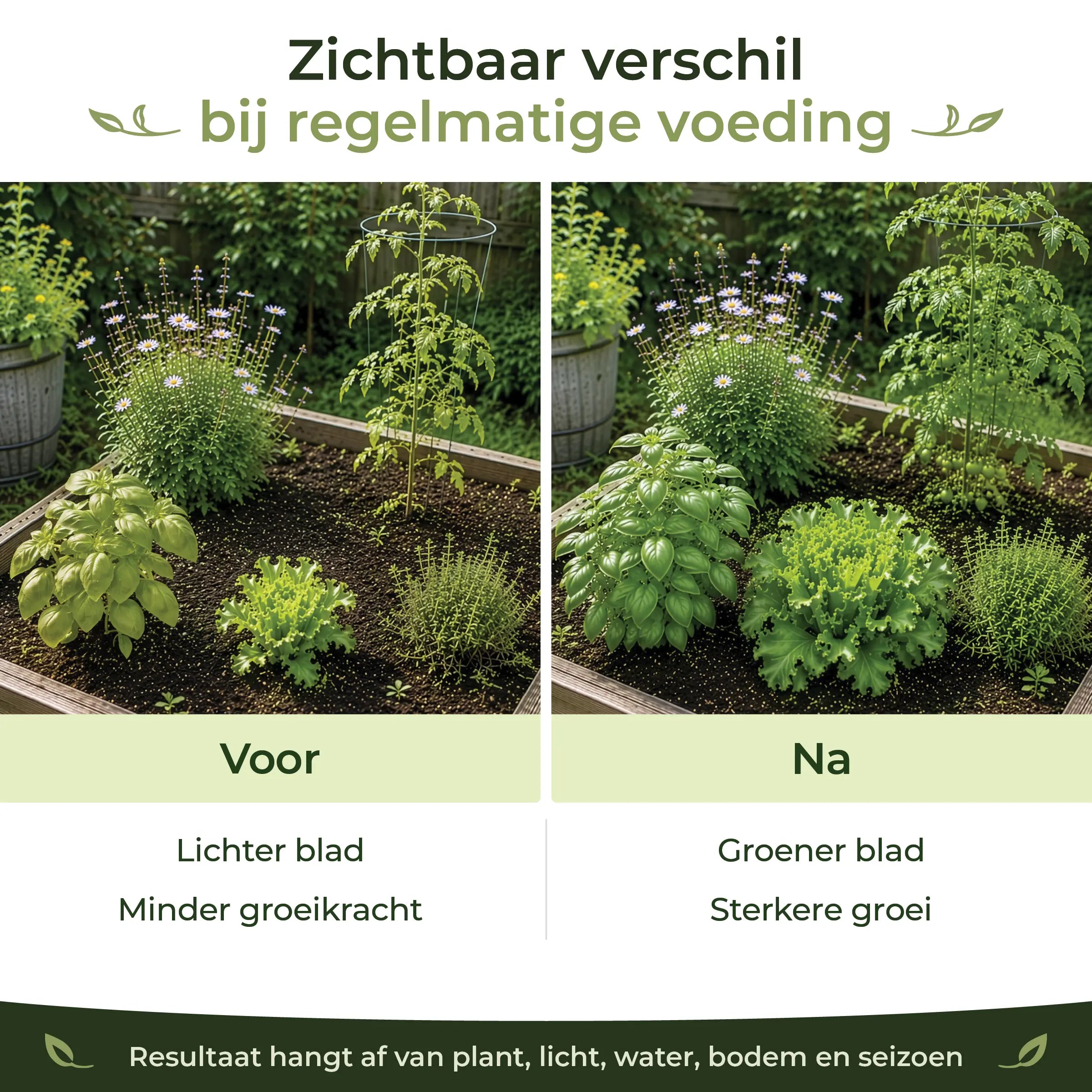 Before and after comparison showing greener leaves and stronger growth in garden plants with regular feeding